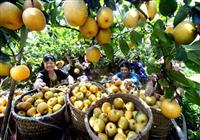 重慶市農業委員會辦公室關于轉發農業農村部開展“我與農產品質量安全這十年”征文活動的通知